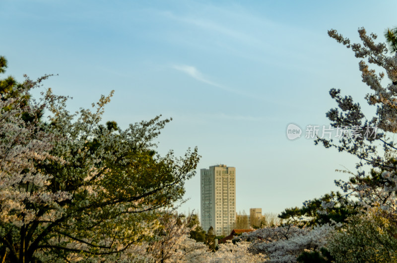 樱花树旁的高楼景观