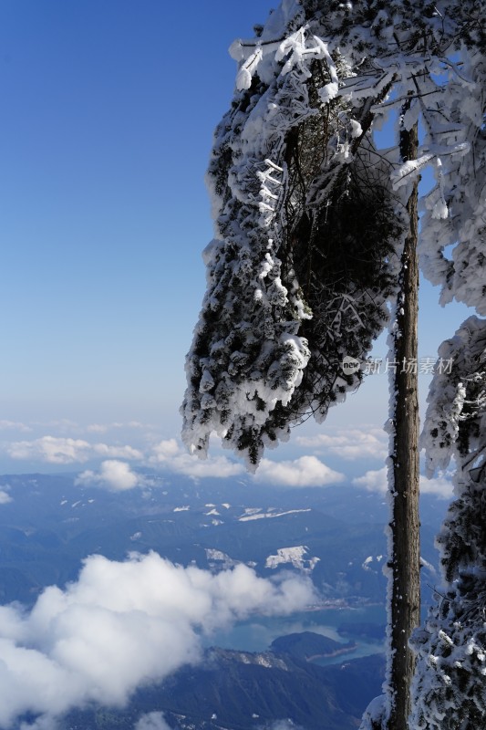 四川眉山瓦屋山景区冬日树枝上的冰雪