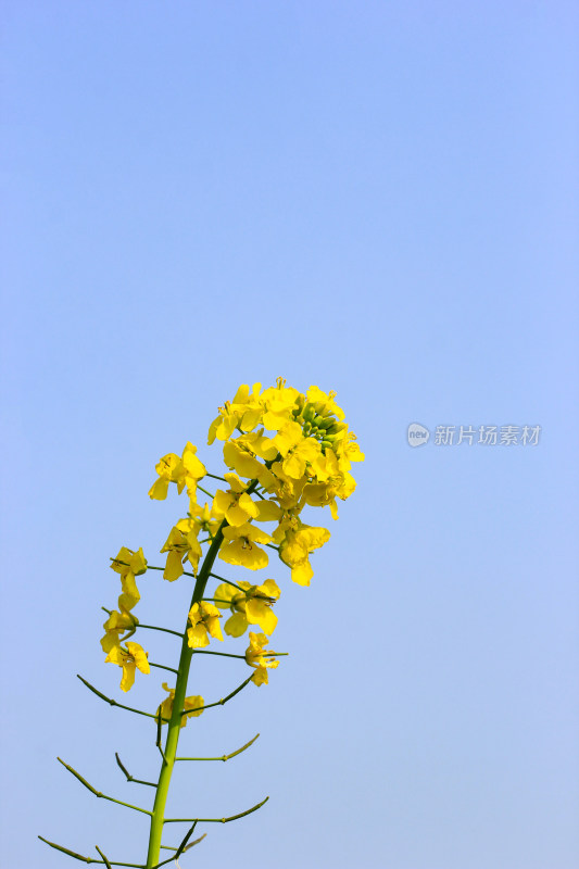 蓝色自然背景中的油菜花