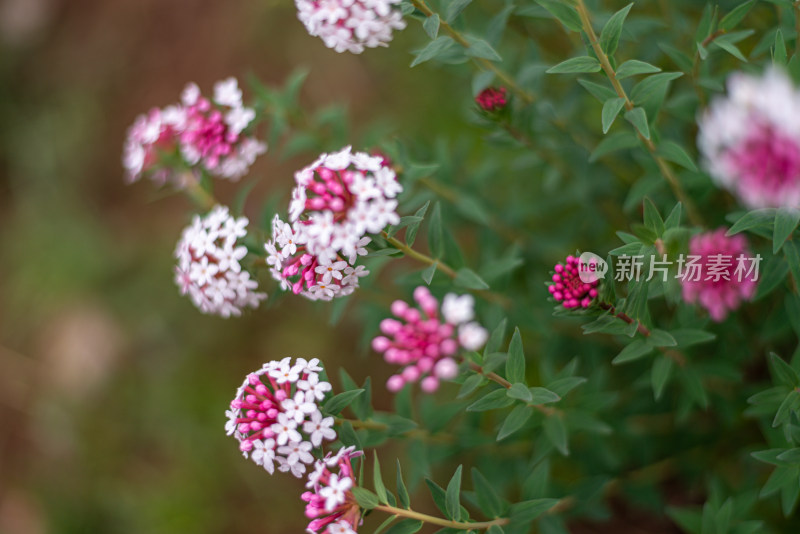 草原野花