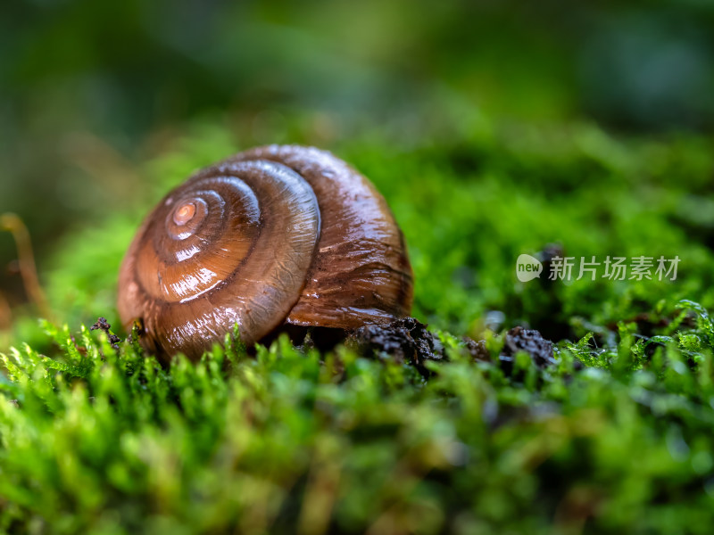 下雨天蜗牛缓慢爬行