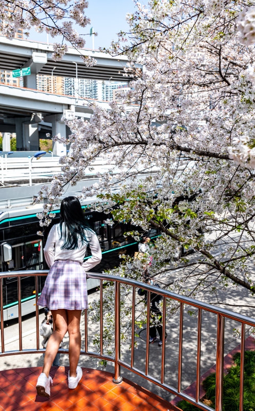 上海樱花季春天景观