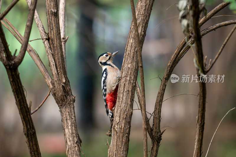 大斑啄木鸟（Dendrocopos major）