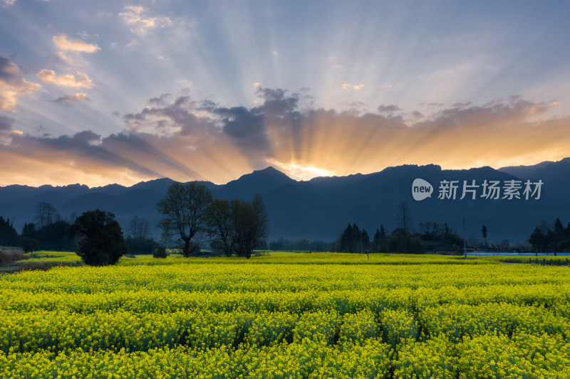 阳光下的油菜花田与远山风景