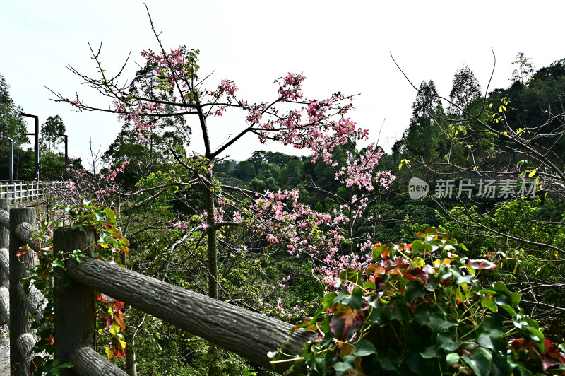 粉红色木棉花盛开景观