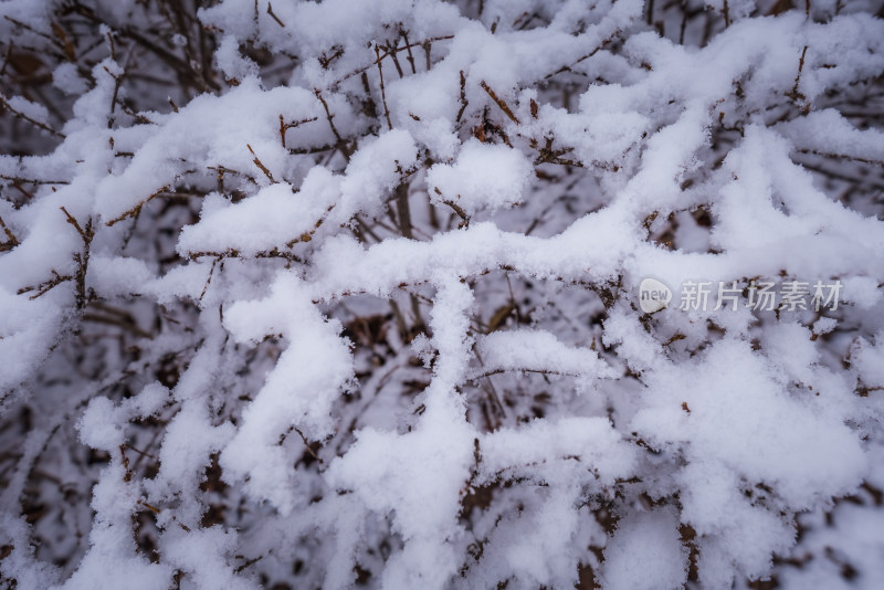 下雪了城市公园自然风景