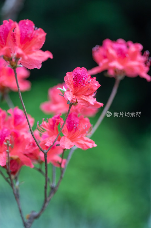 杜鹃花、映山红