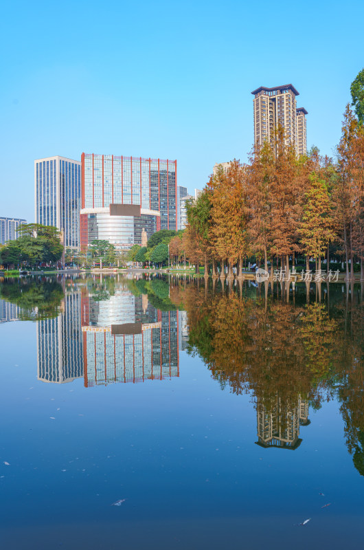 佛山千灯湖南海活水公园落羽杉林与城市建筑