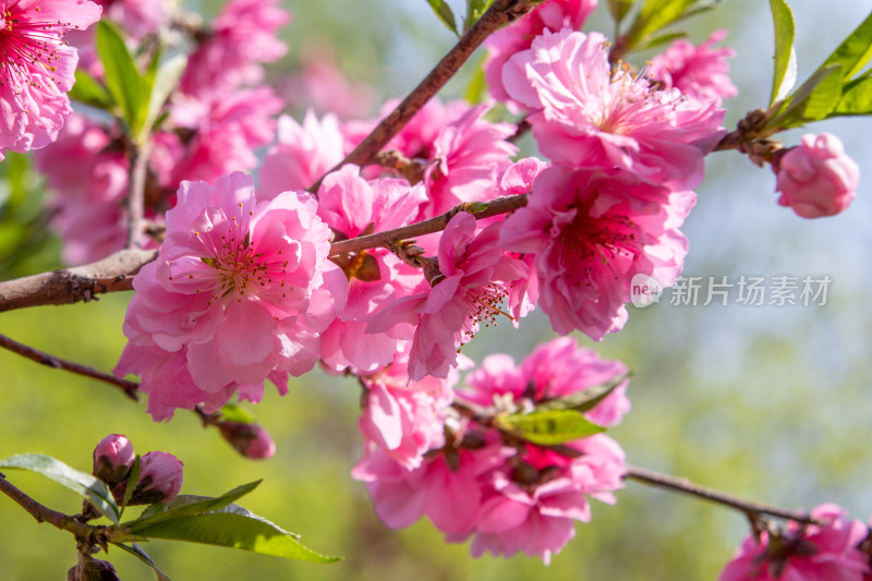 春天枝头绽放的粉红色碧桃花