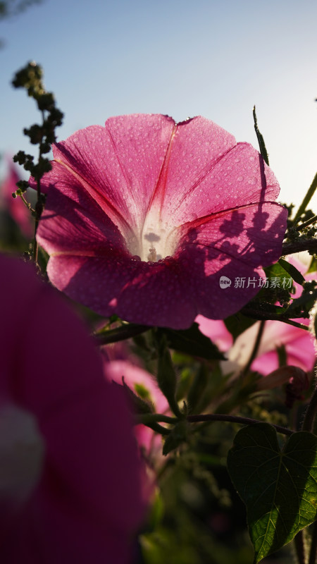 牵牛花特写全景合集