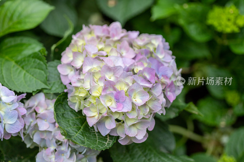 绣球花、花朵