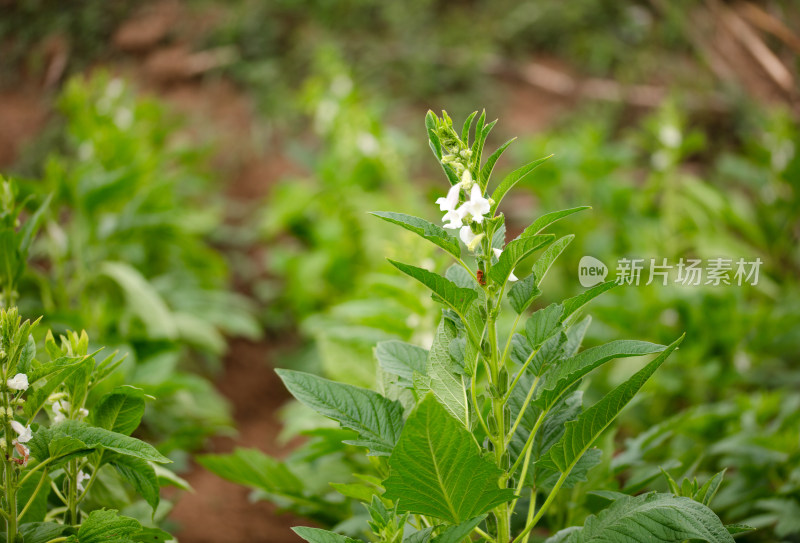 开花结果的芝麻田