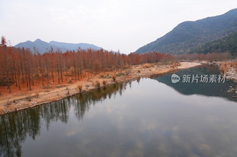 湖泊和水生红杉林、红杉树