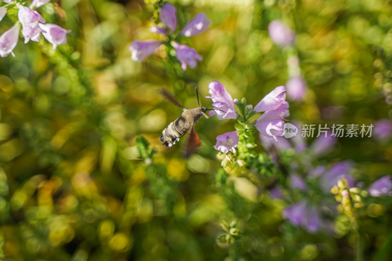 蜂鸟鹰蛾在花周围采花蜜