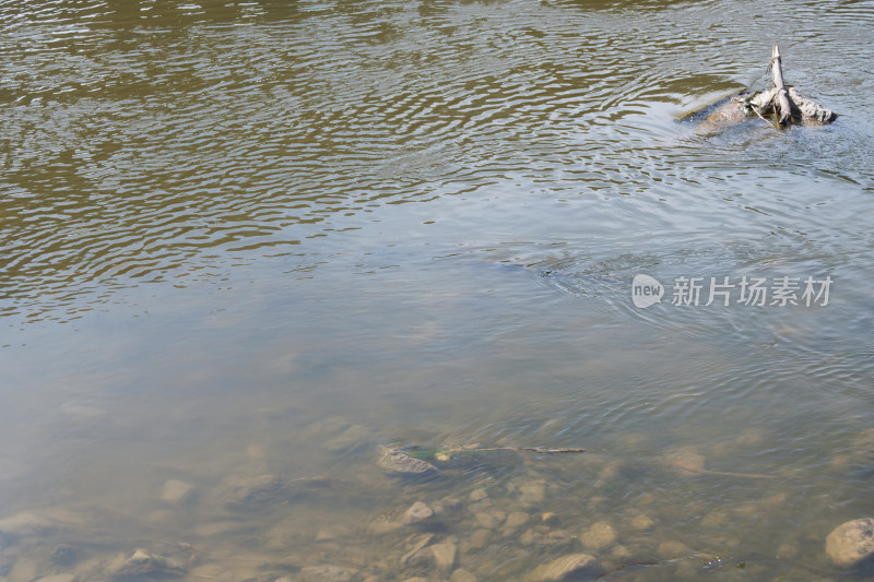 河流浅滩处流动的河水