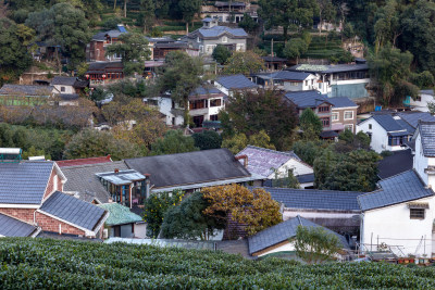 杭州龙井树十里锒铛茶园