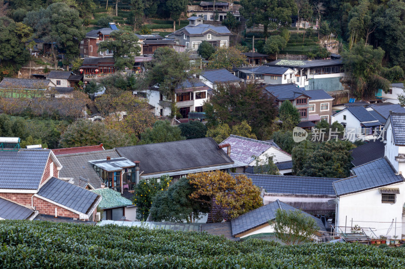 杭州龙井树十里锒铛茶园