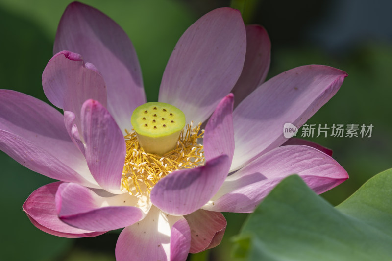 夏天盛开的荷花花蕾