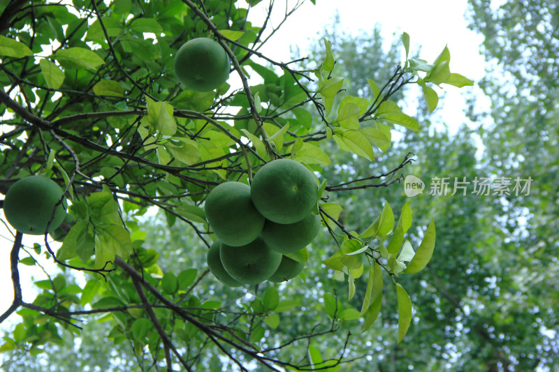 夏日即将成熟的柚子果实