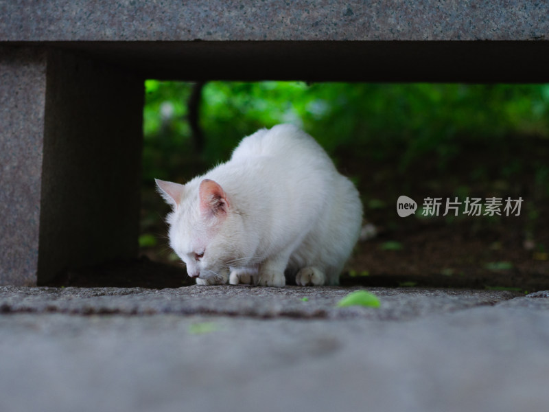 公园里一只白色的流浪猫正在觅食