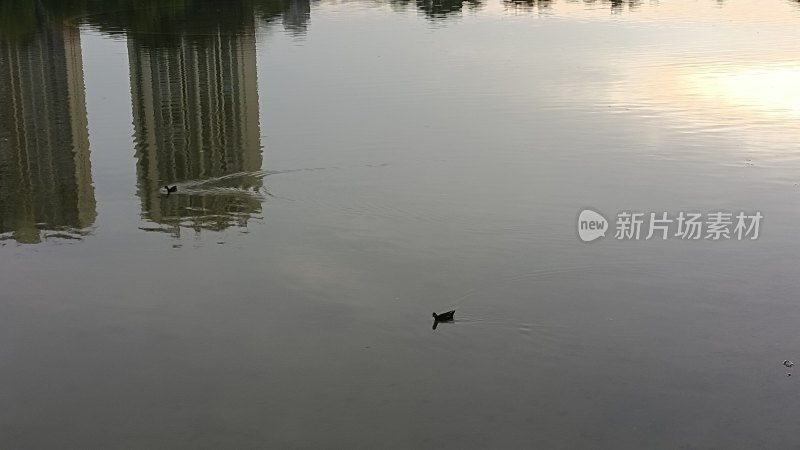 黄昏时池塘里的小黑天鹅，水面倒影