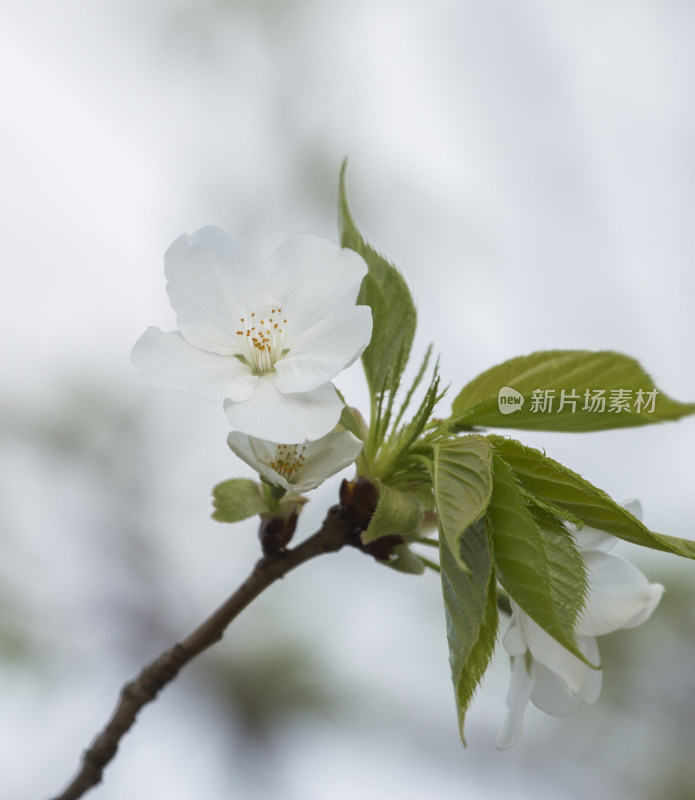 春天百花盛开