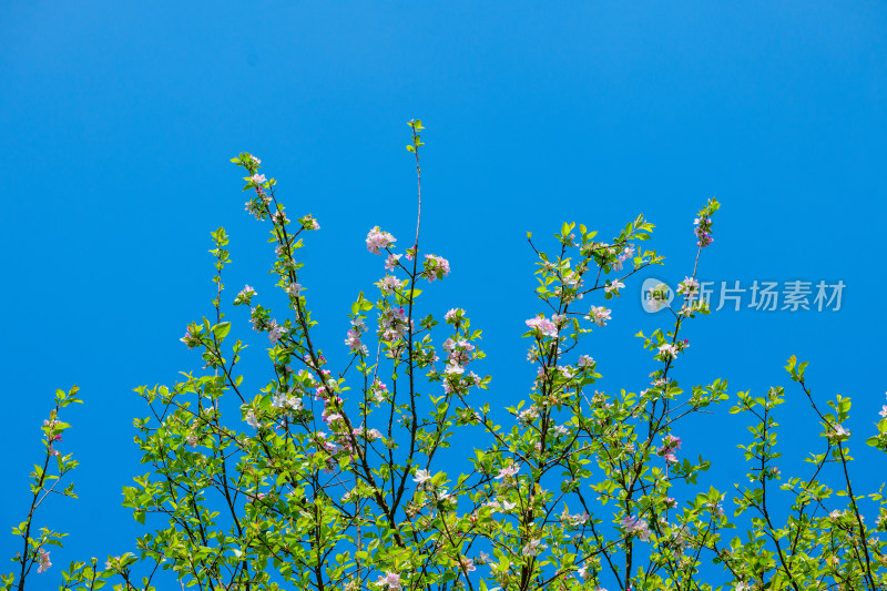 蓝天下的海棠花