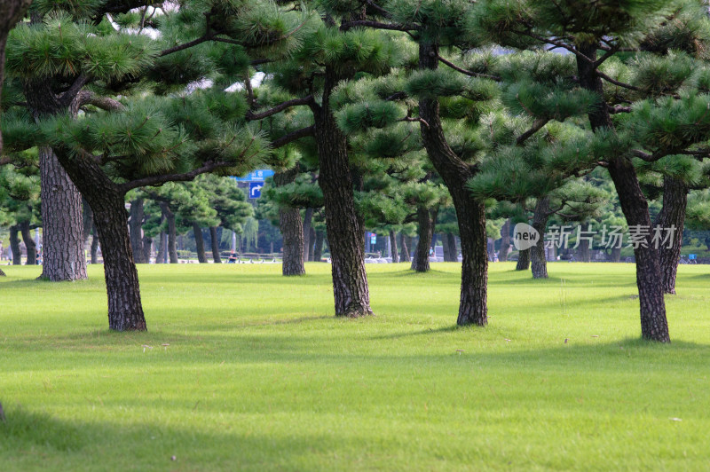 日本东京大皇宫外的松树和草坪