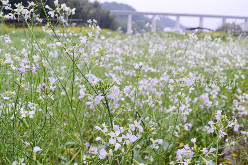 婺源梯田油菜花