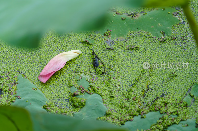 夏日荷花残瓣