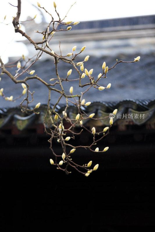 唯美古建玉兰花