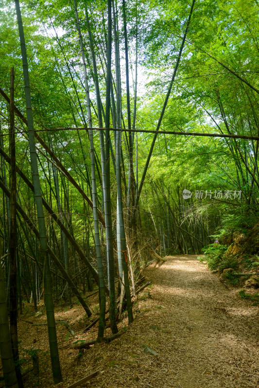 山中的风景