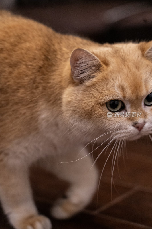 橘猫行走特写展现其可爱姿态