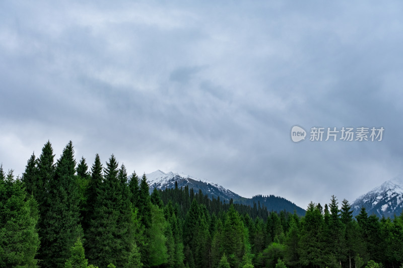 新疆伊犁恰西雪山森林风光