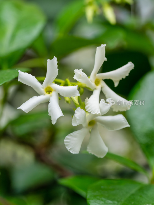 春天的风车茉莉白花特写