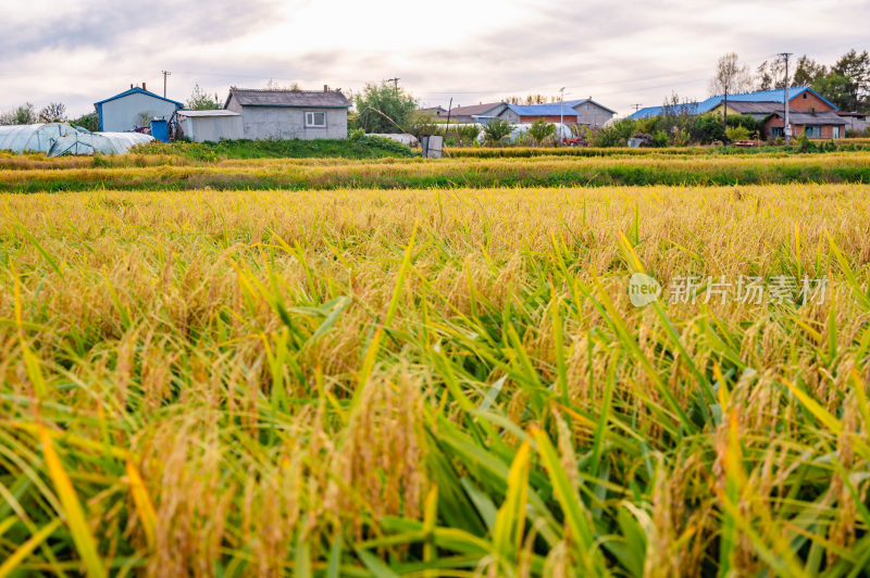 东北五常水稻基地