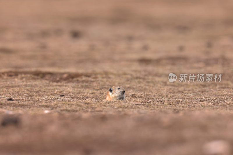 可可西里野生动物高原土拨鼠