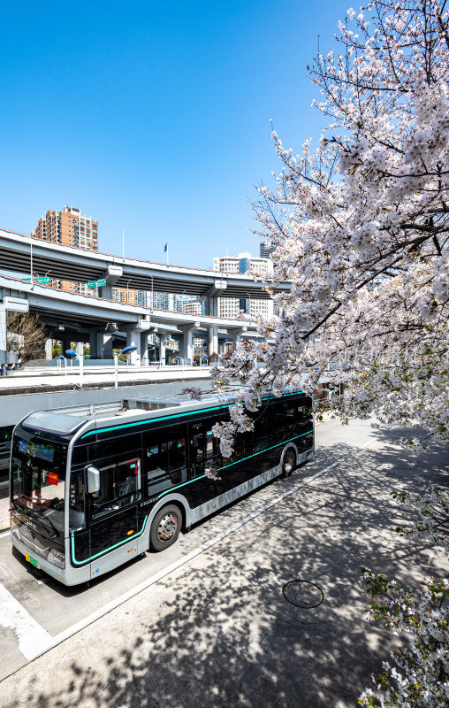 上海樱花季春天景观