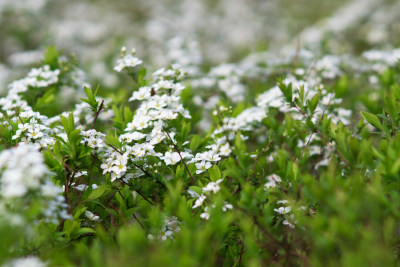 公园绿化植物珍珠绣线菊