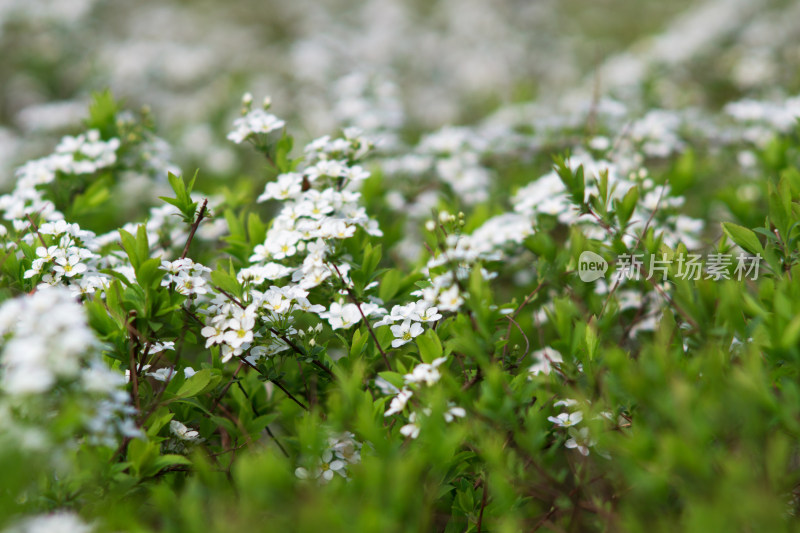 公园绿化植物珍珠绣线菊