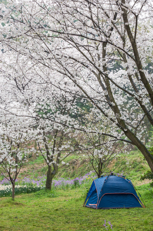 樱花树下的帐篷