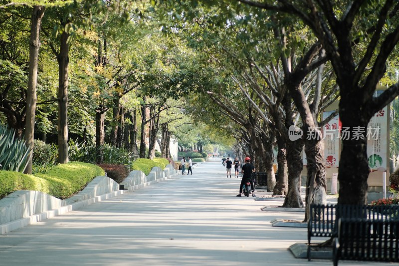 绿荫道路