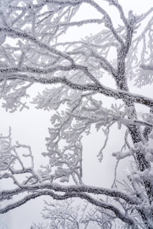 冬季大雪树木雾凇雪挂