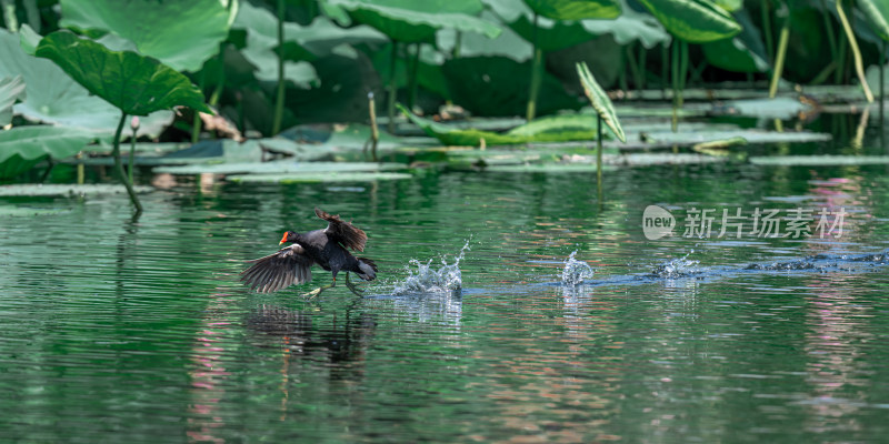 黑水鸡（Gallinula chloropus）