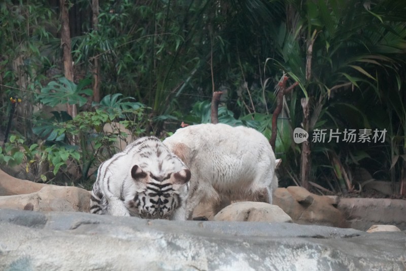 两只白虎在绿植旁活动