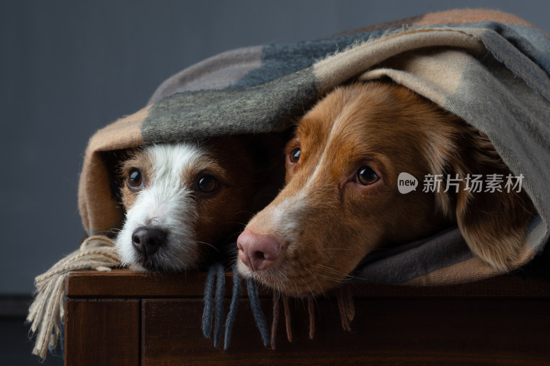 两只小狗躲在毯子下的画面