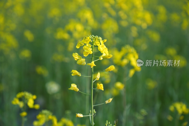 盛开的油菜花