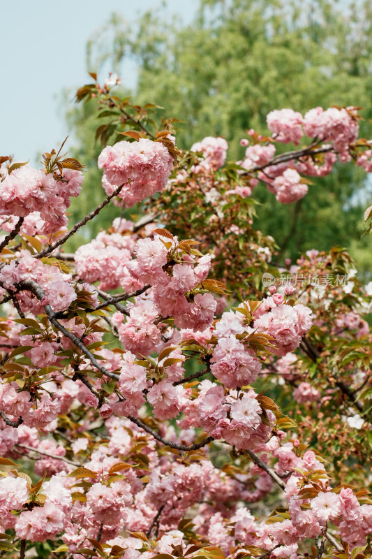 北京莲花池公园樱花