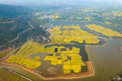 芜湖响水涧 油菜花 乡村振兴 春天田野