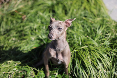 坐在草地上的意大利小灵缇犬